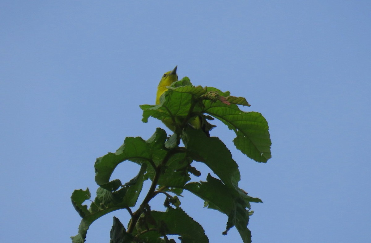 Common Iora - ML619133617