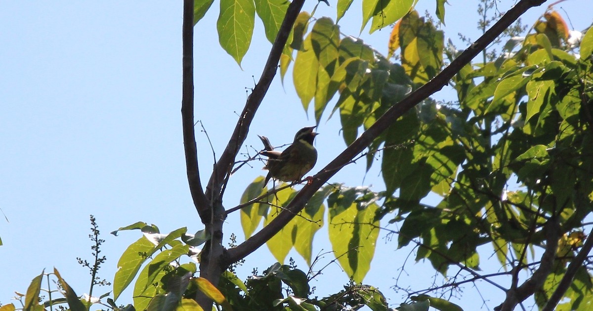 Cirl Bunting - ML619133632