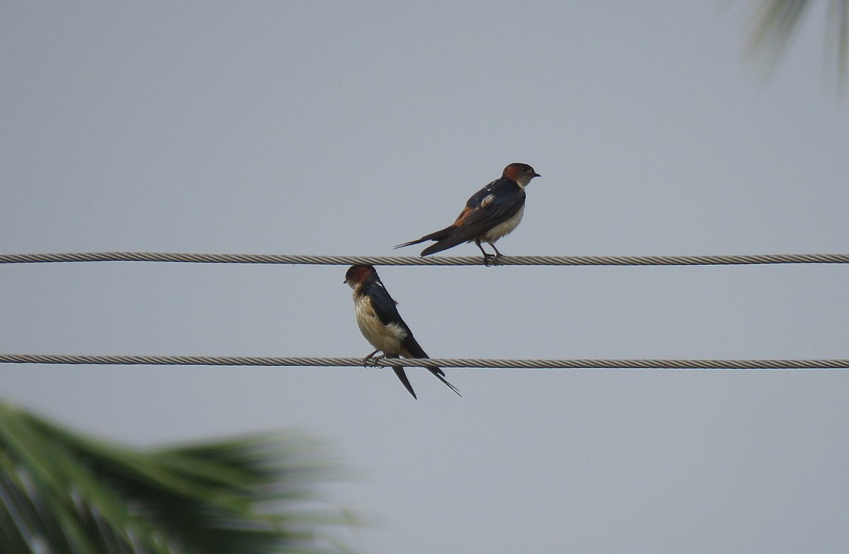 Red-rumped Swallow - Deepa Mohan