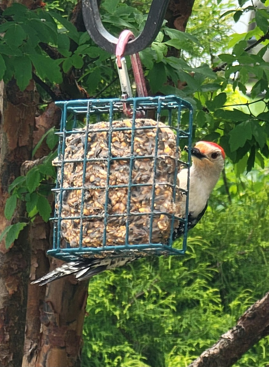 Red-bellied Woodpecker - Scott Harp