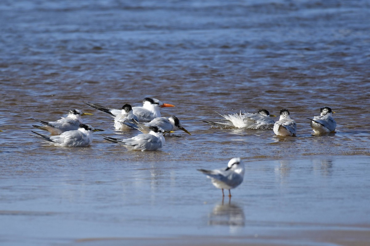 Royal Tern - Marcelo Cuadrado