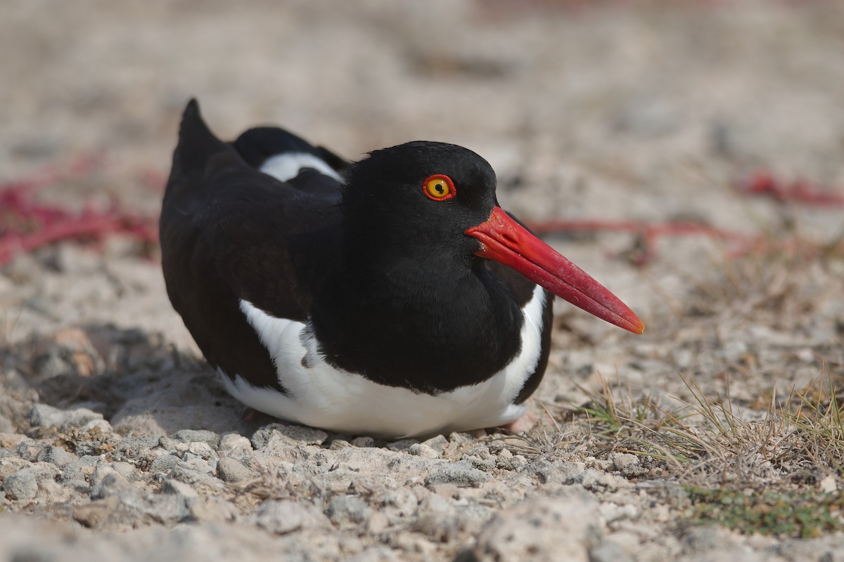 American Oystercatcher - ML619133666