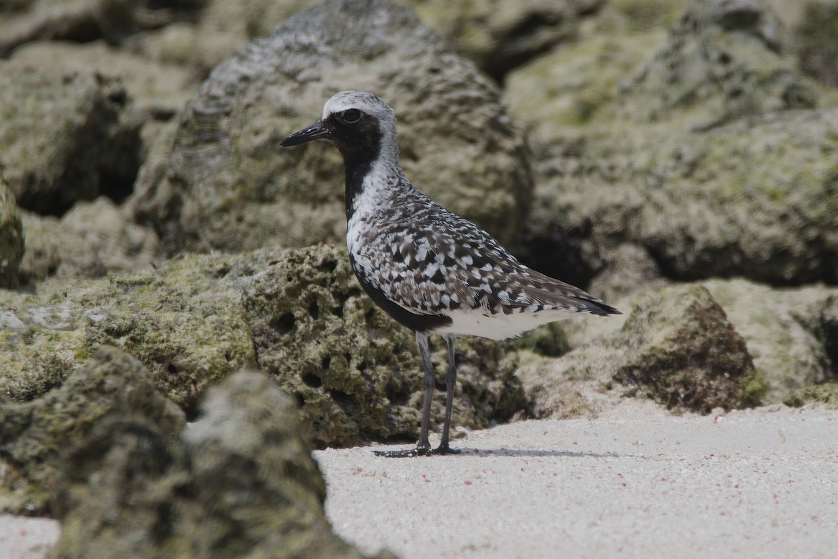 Black-bellied Plover - ML619133674