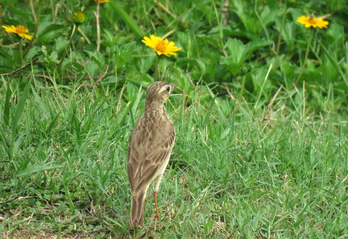 Paddyfield Pipit - Deepa Mohan