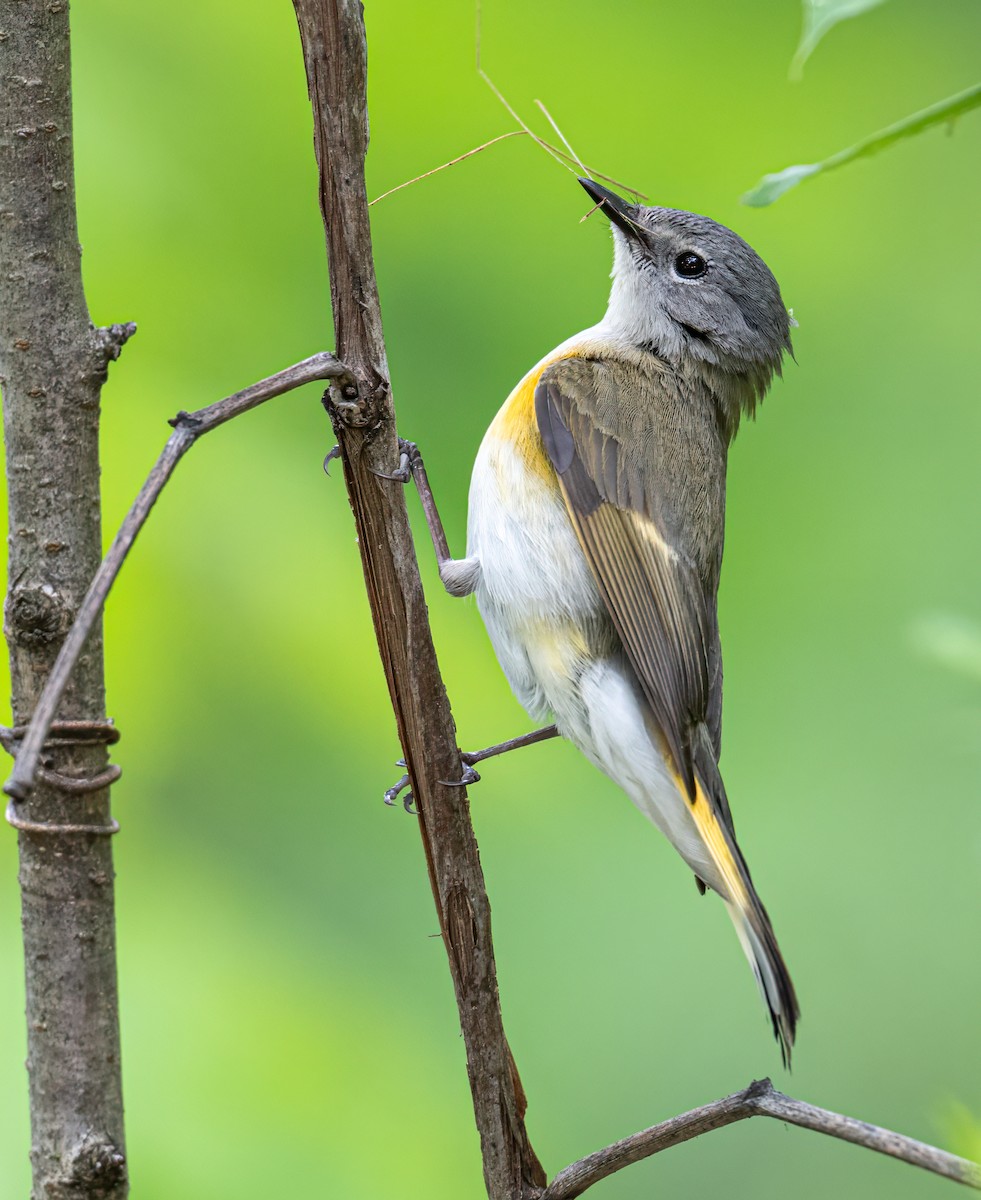 American Redstart - ML619133681