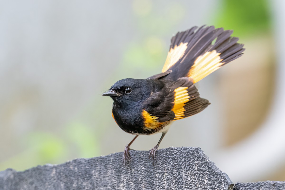 American Redstart - ML619133685