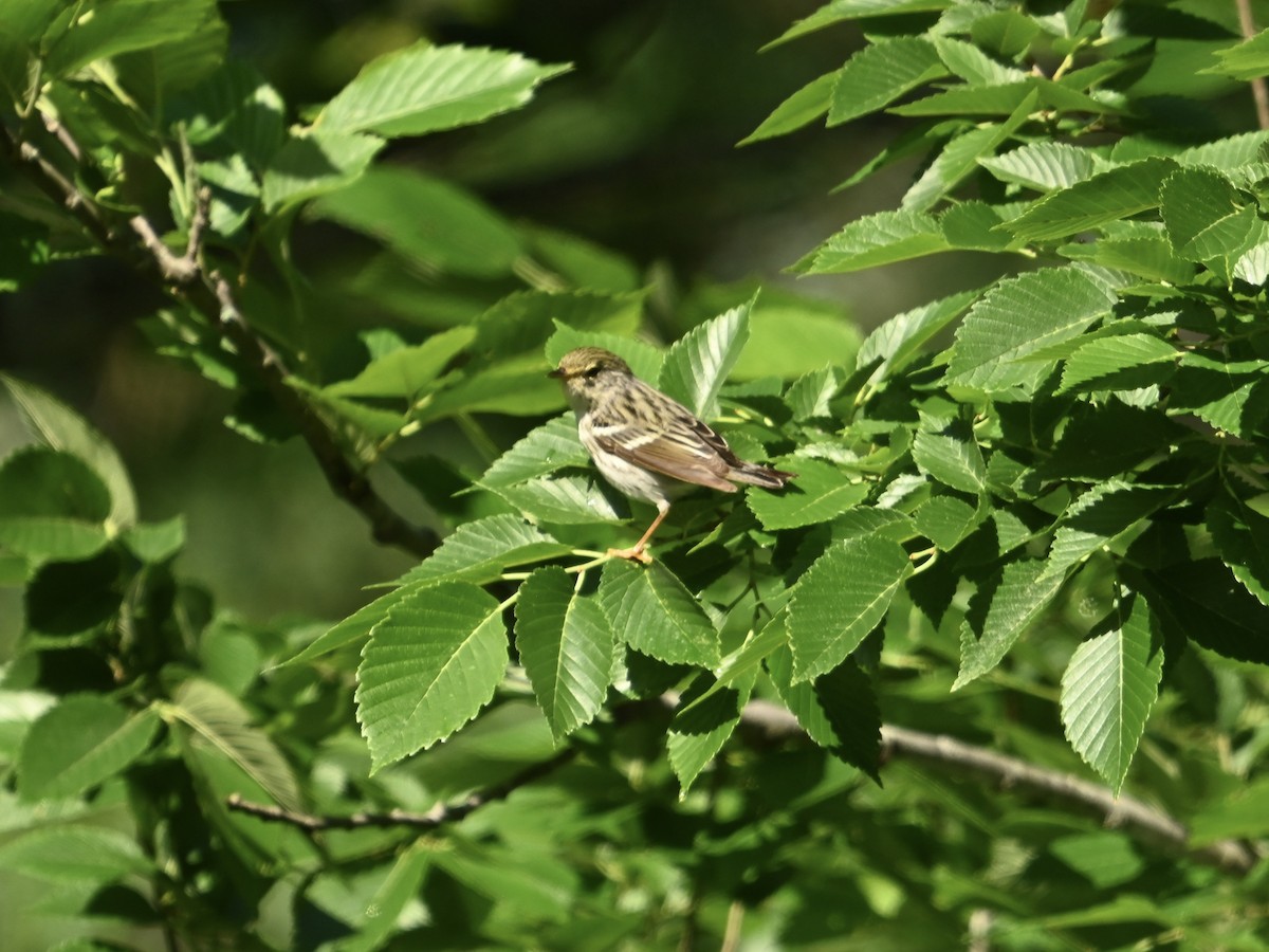 Paruline rayée - ML619133692