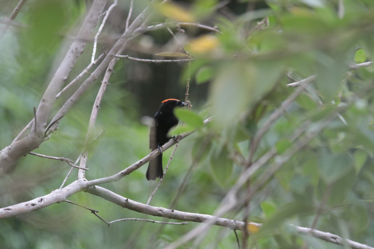 Flame-crested Tanager (Flame-crested) - Alido junior