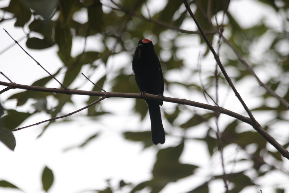 Flame-crested Tanager (Flame-crested) - Alido junior