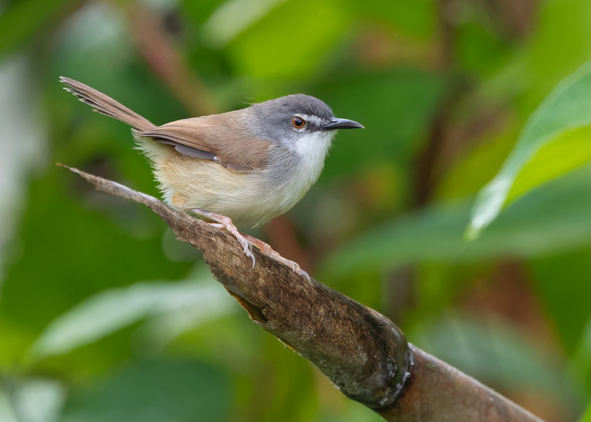 Rufescent Prinia - Ayuwat Jearwattanakanok