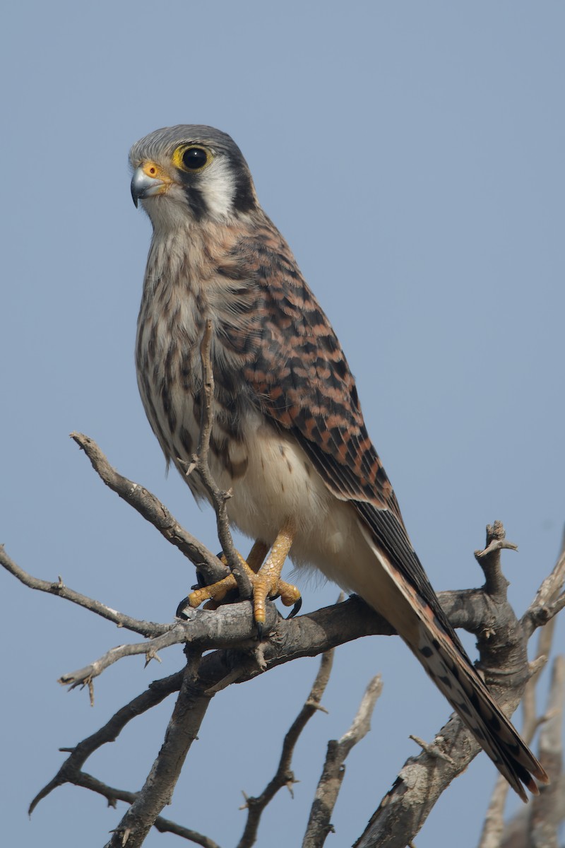 American Kestrel - ML619133740