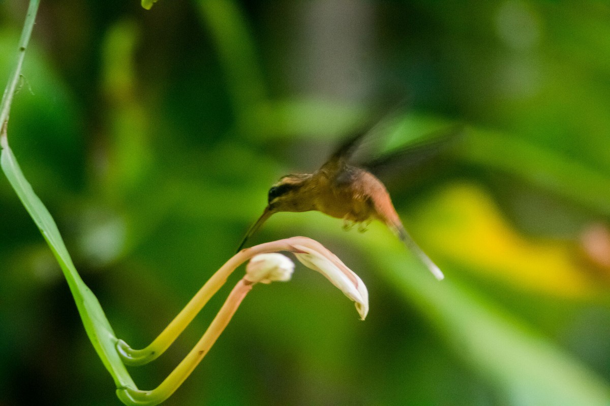 Пестрогорлый колибри-отшельник - ML619133742
