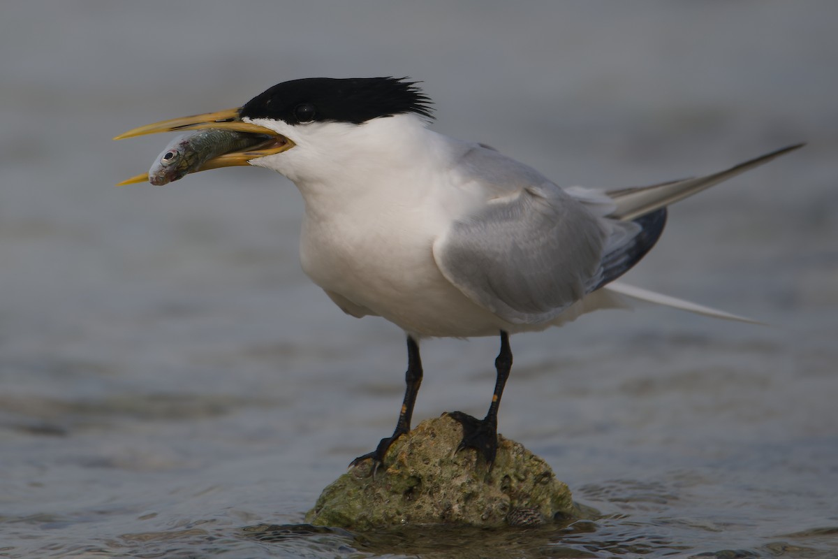 Sandwich Tern (Cayenne) - ML619133756