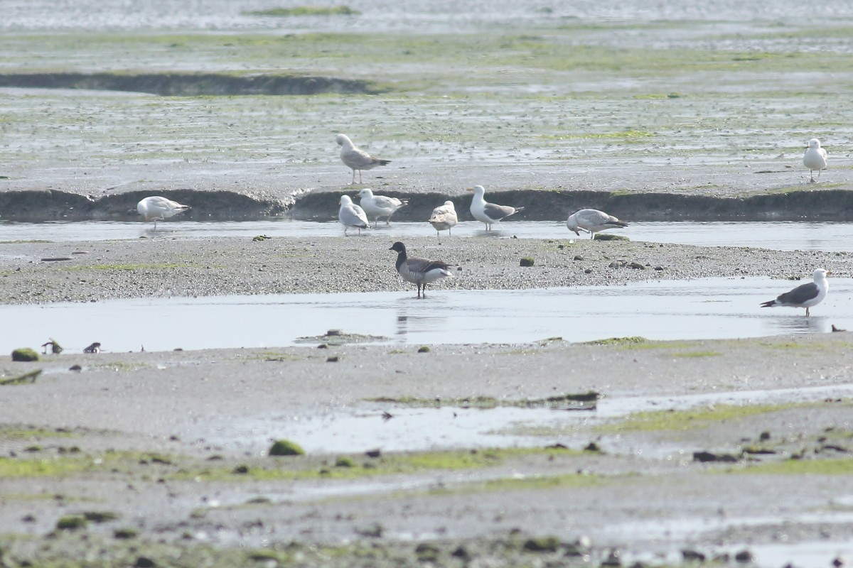 Brant (Atlantic) - ML619133785