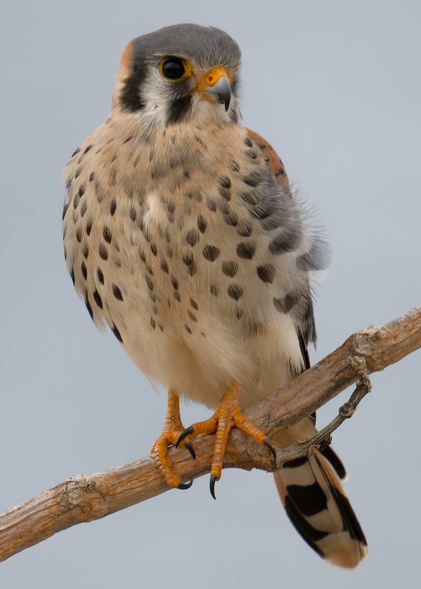 American Kestrel - ML619133792