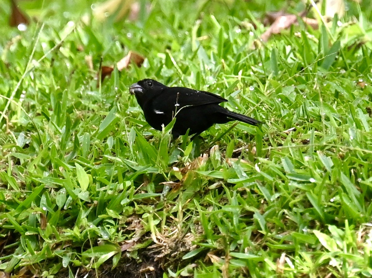 Variable Seedeater - Nancy Blaze