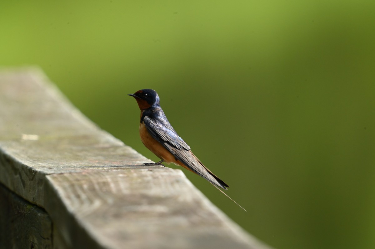 Barn Swallow - ML619133839