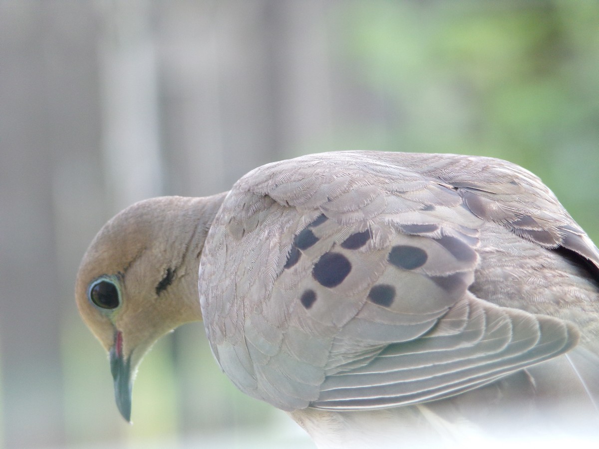 Mourning Dove - Texas Bird Family