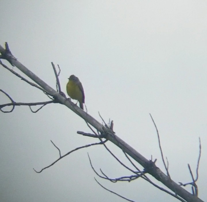 Nashville Warbler - Jules Pellerin