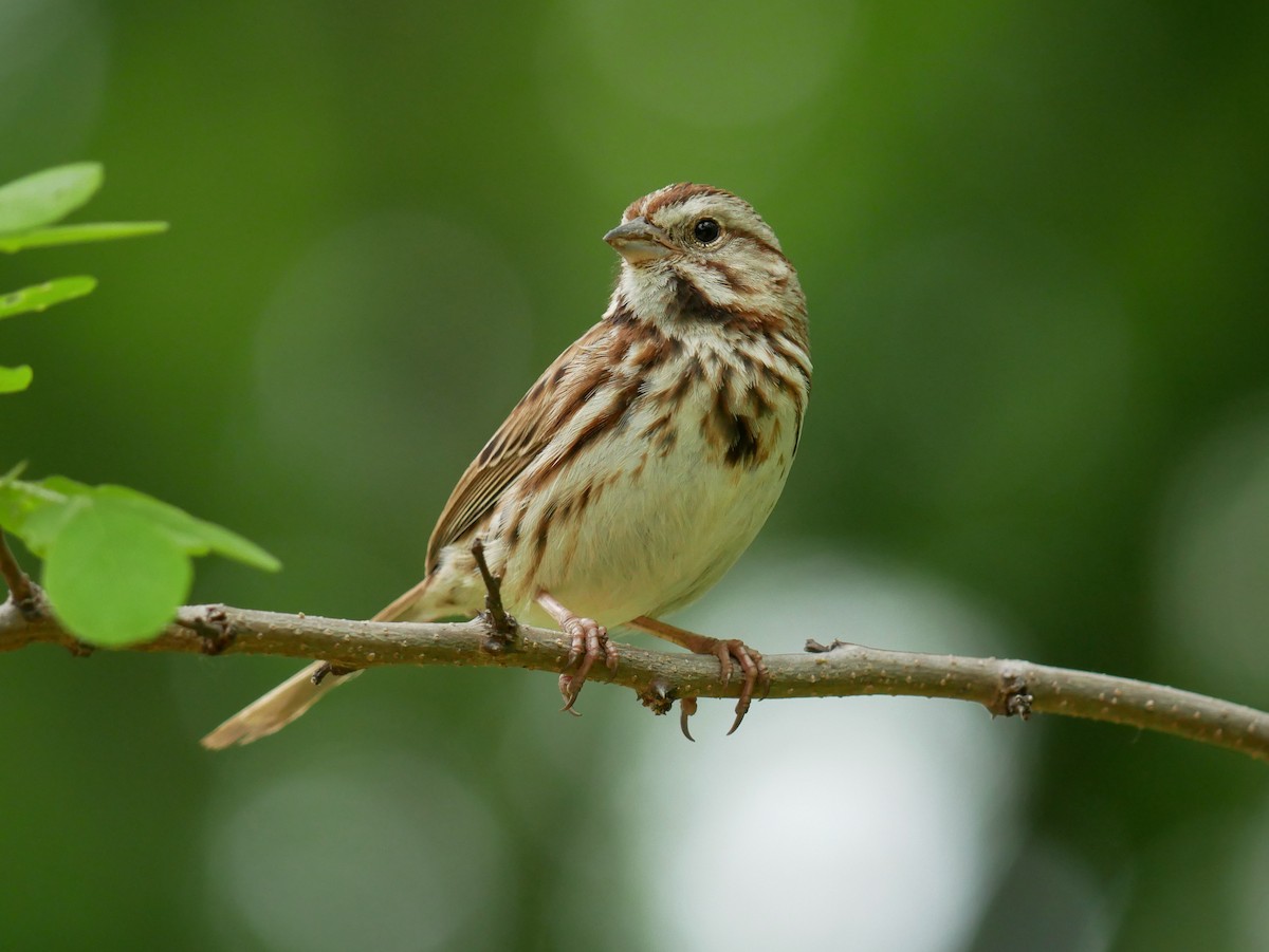 Song Sparrow - Gail Smith