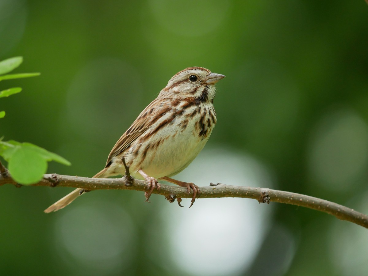 Song Sparrow - Gail Smith