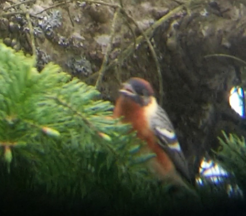 Bay-breasted Warbler - Jules Pellerin