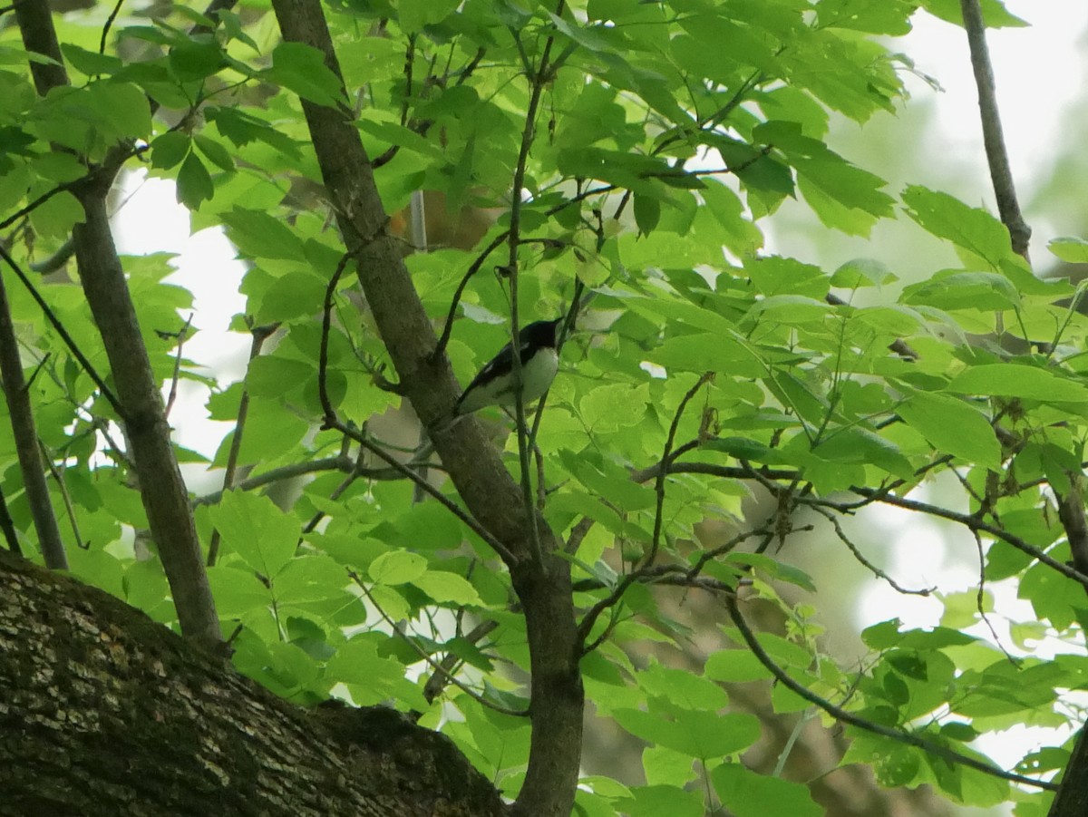 Black-throated Blue Warbler - Gail Smith