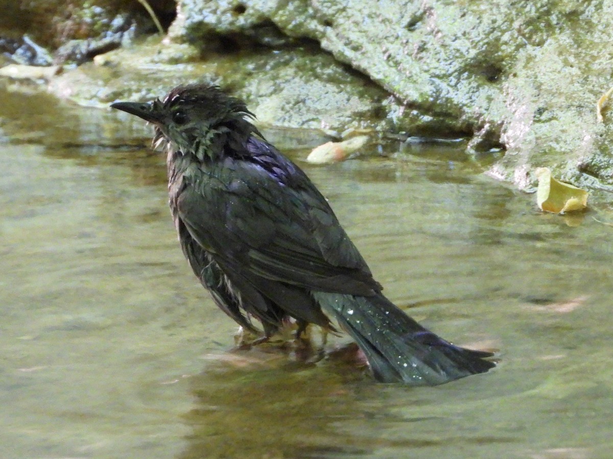 Gray Catbird - ML619133937