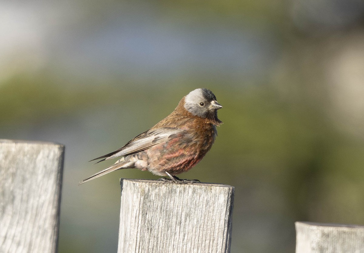 Gray-crowned Rosy-Finch - Thomas Swartz