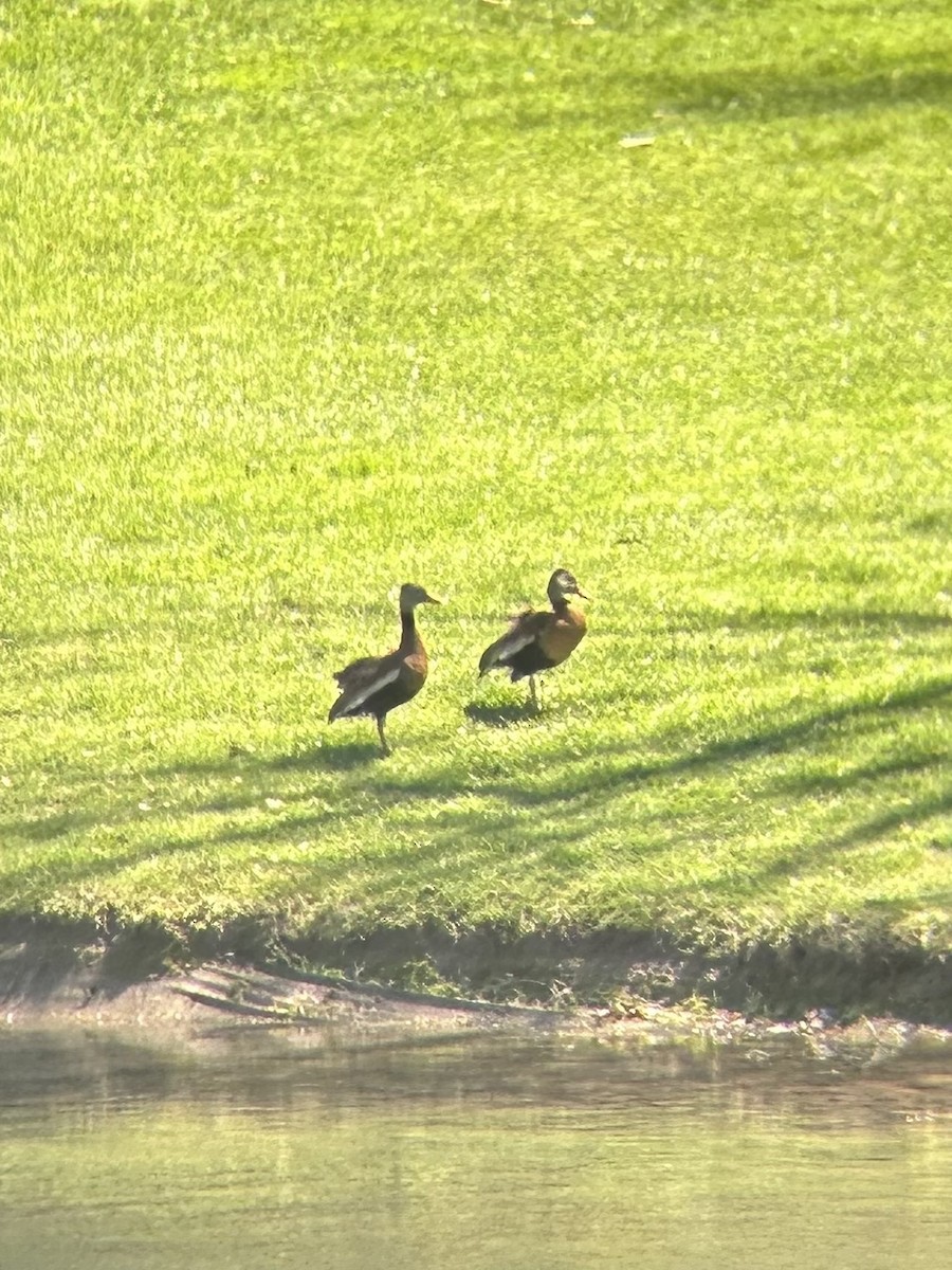 Black-bellied Whistling-Duck - ML619133960