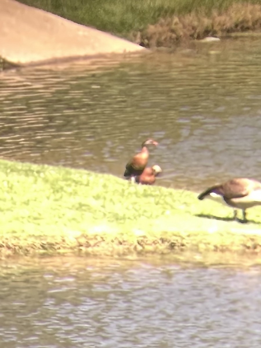 Black-bellied Whistling-Duck - Kristy McCaslin