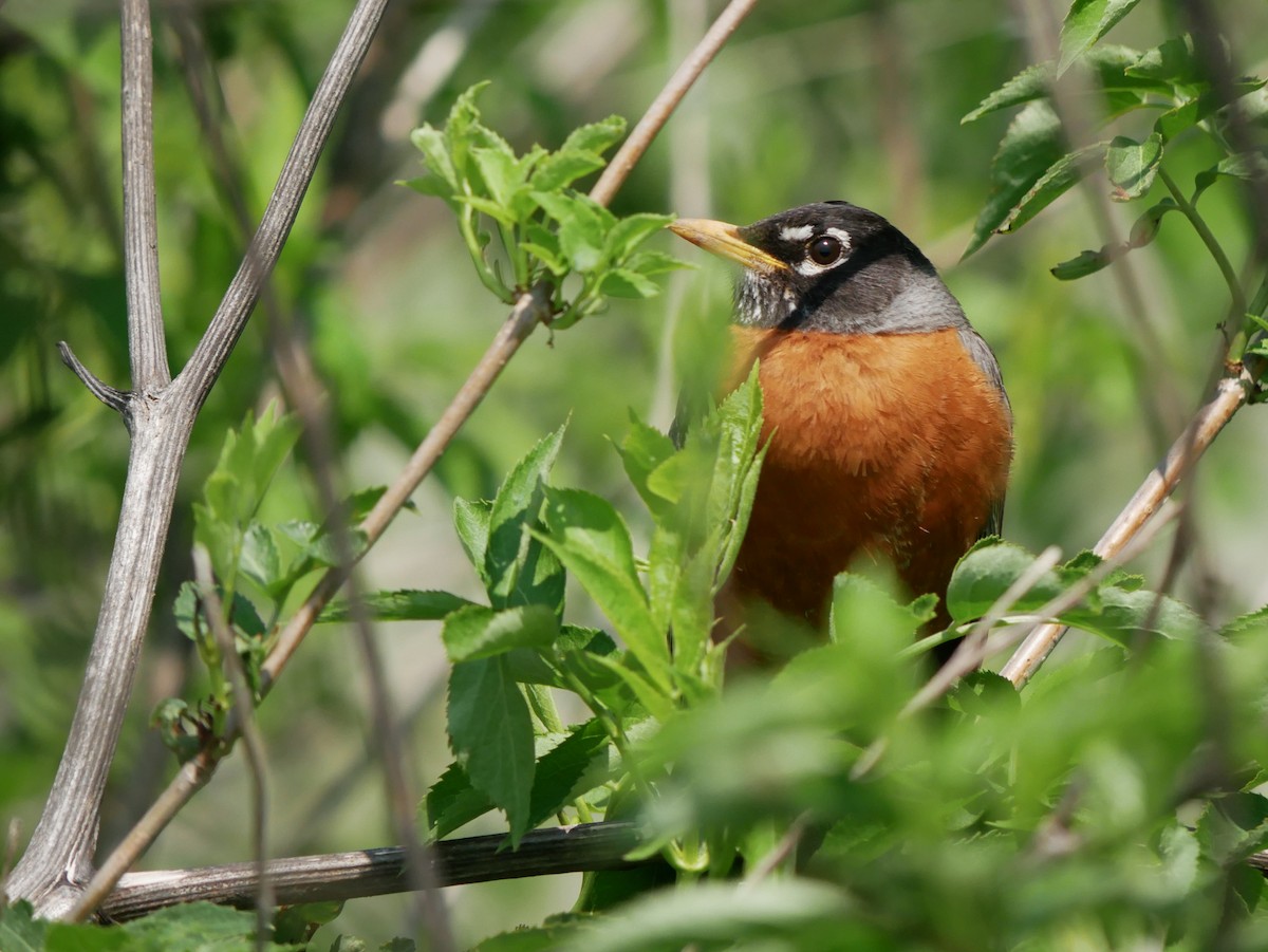 American Robin - Gail Smith