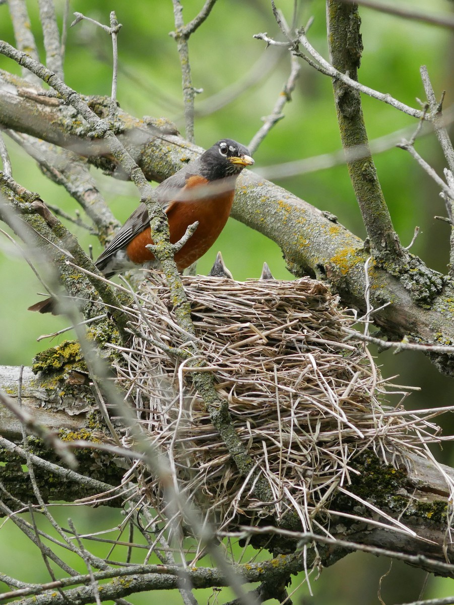 American Robin - ML619133966