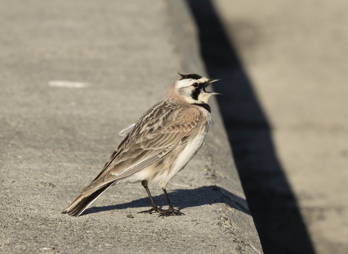 Horned Lark - Thomas Swartz