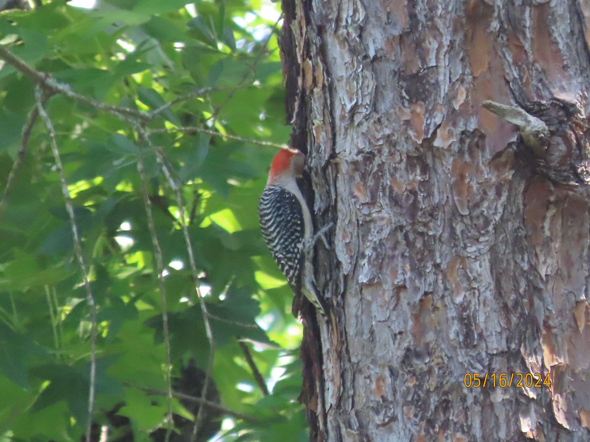 Red-bellied Woodpecker - Susan Leake