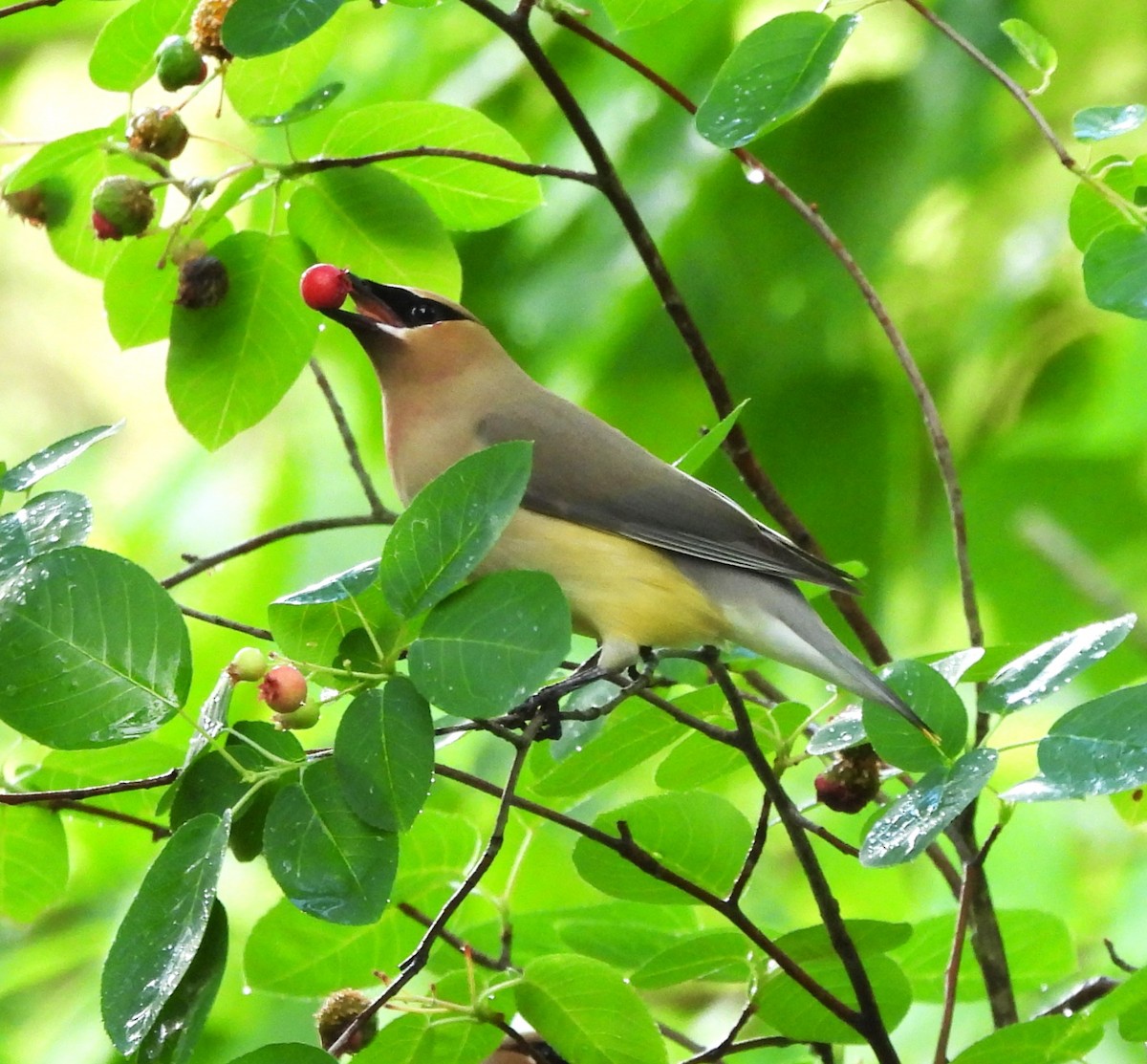 Cedar Waxwing - ML619134010