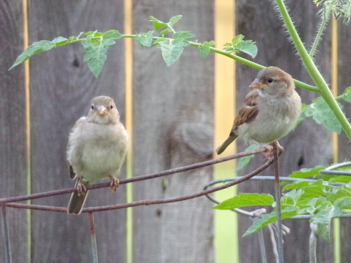 House Sparrow - Texas Bird Family