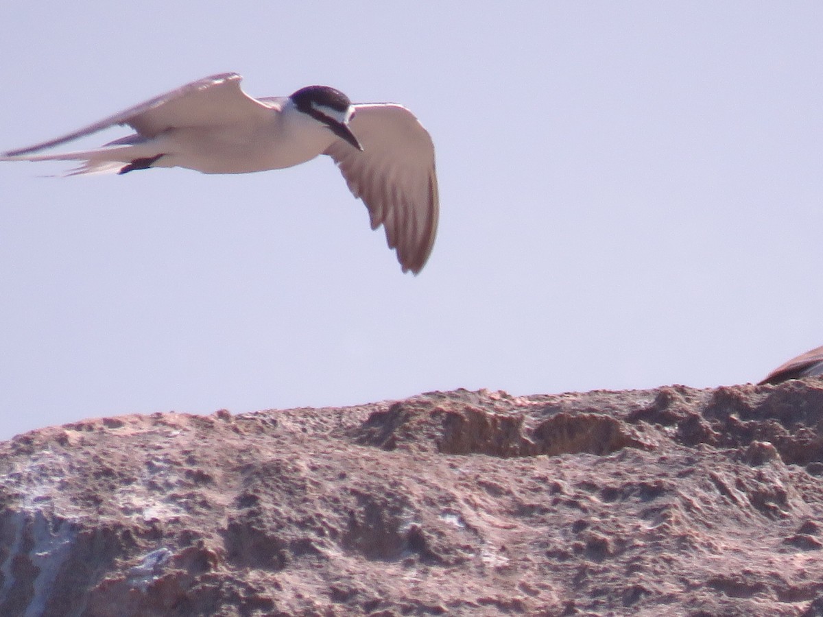 Bridled Tern - ML619134043