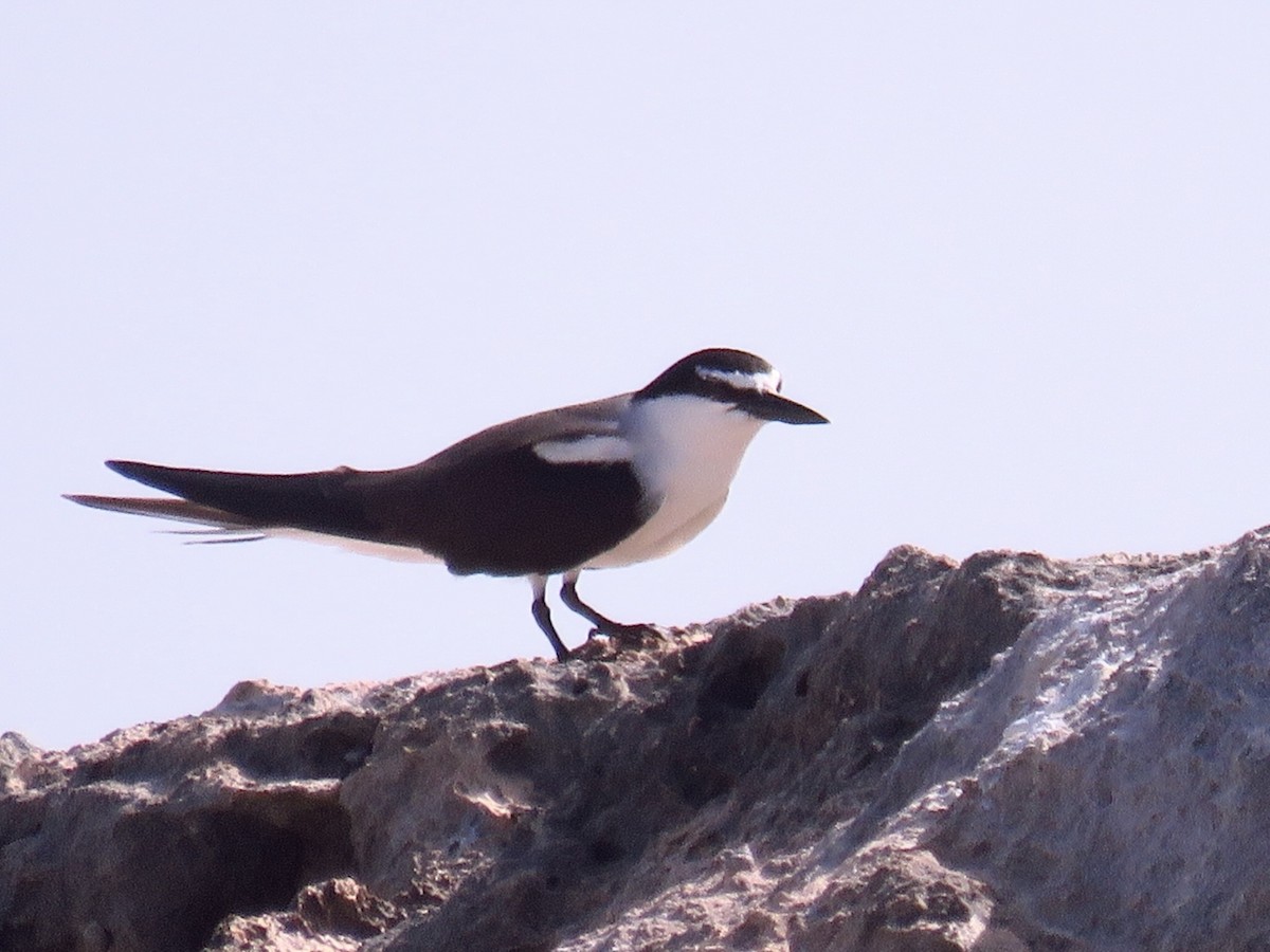 Bridled Tern - ML619134044