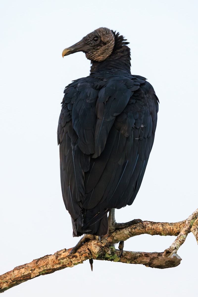 Black Vulture - Norman Graf