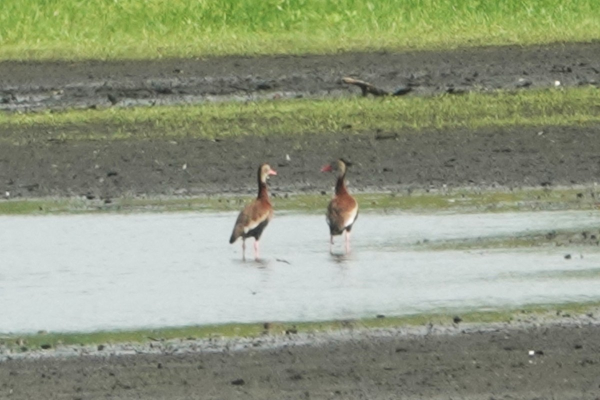 Black-bellied Whistling-Duck - Claire Herzog