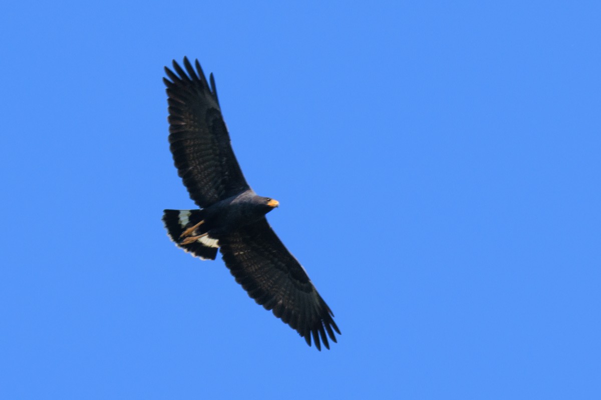 Common Black Hawk - Norman Graf