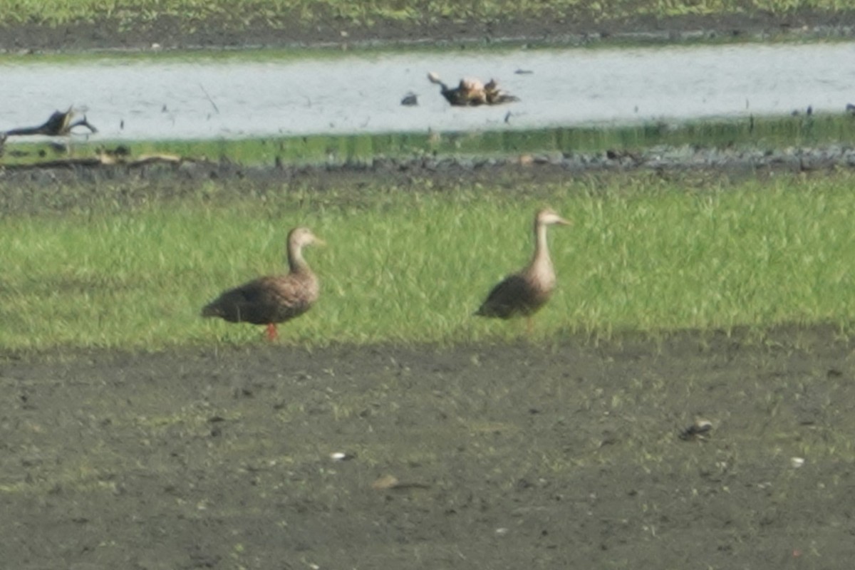 Mottled Duck - ML619134074