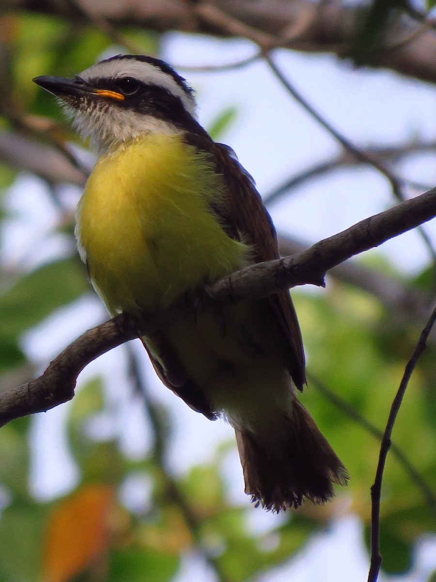 Great Kiskadee - ML619134092