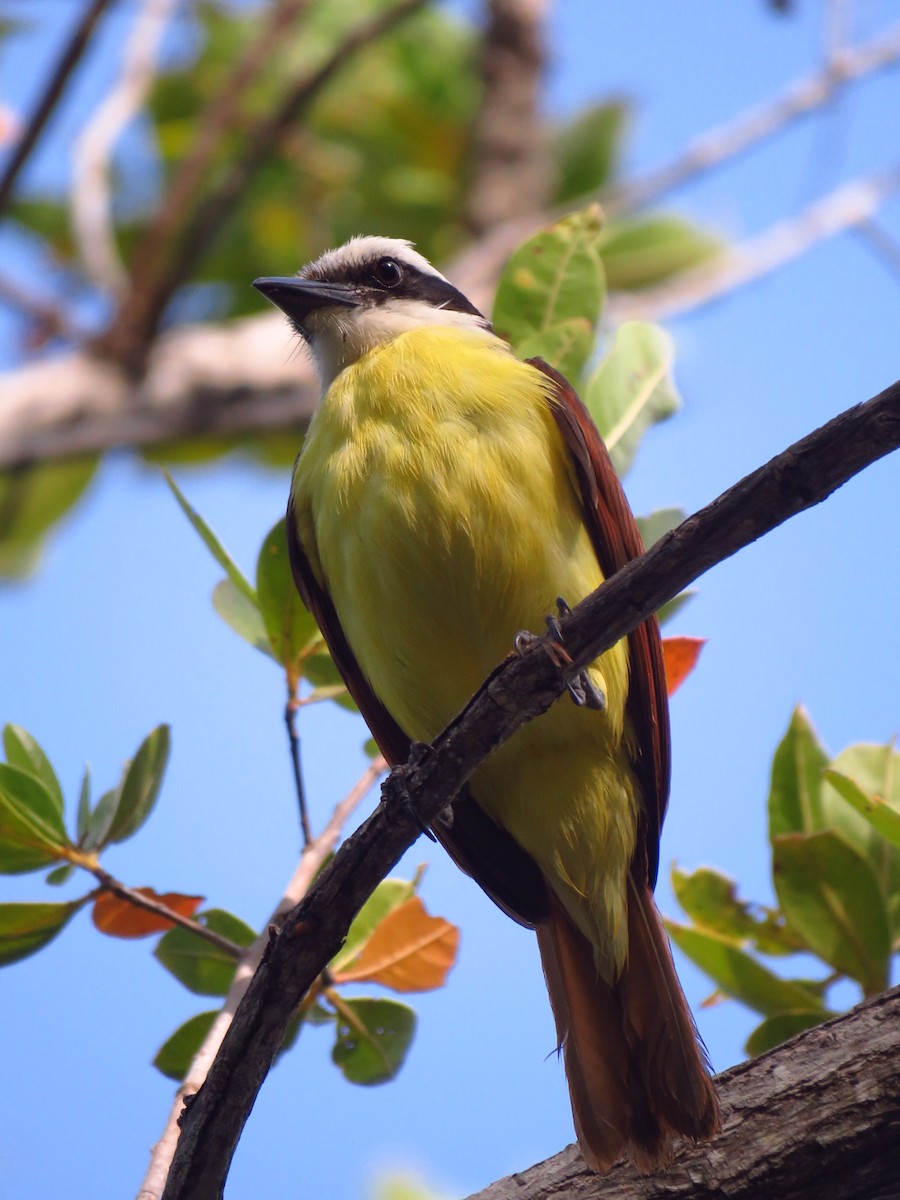 Great Kiskadee - ML619134094