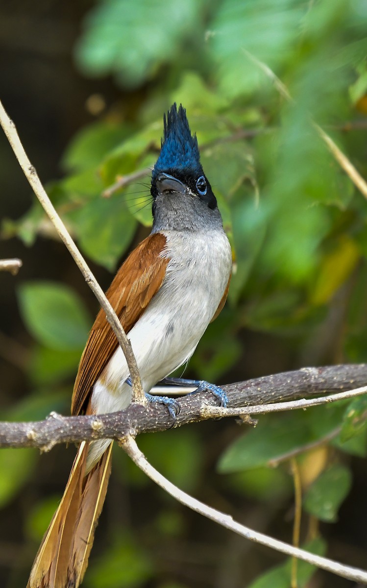 Indian Paradise-Flycatcher - Sathish Ramamoorthy
