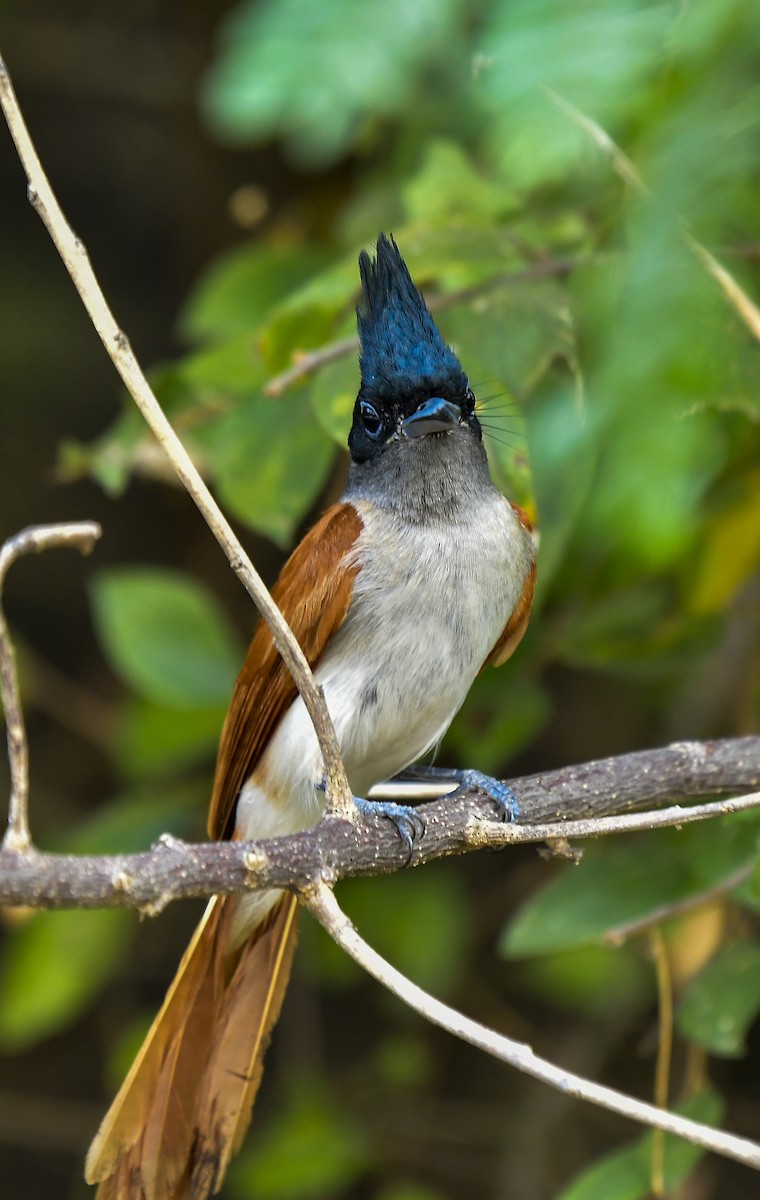 Indian Paradise-Flycatcher - Sathish Ramamoorthy