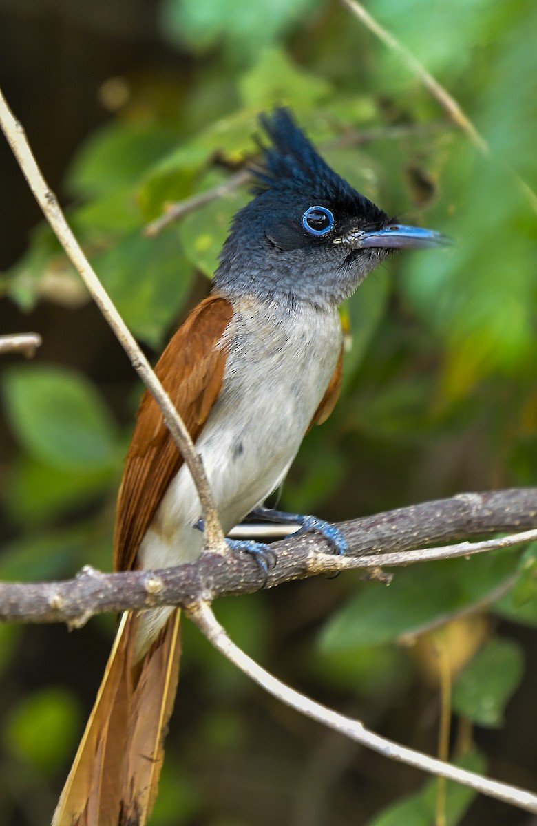 Indian Paradise-Flycatcher - Sathish Ramamoorthy