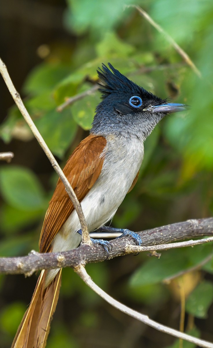 Indian Paradise-Flycatcher - Sathish Ramamoorthy