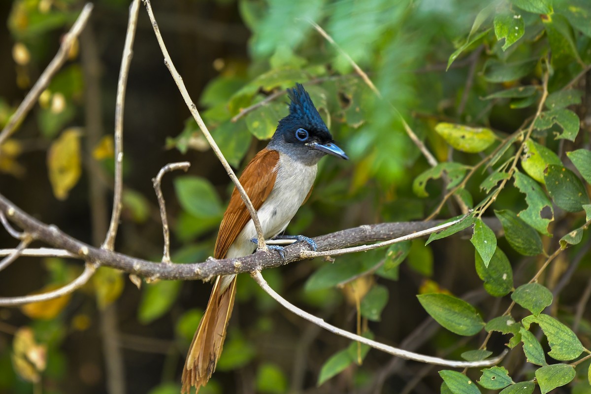 Indian Paradise-Flycatcher - Sathish Ramamoorthy